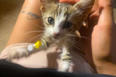 Asha -in Bulgarien adoptiert-