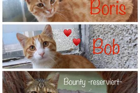 Boris, Bob, Bounty