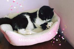 Mäxchen