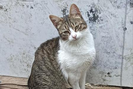 Fifi
