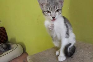 Fenja 
