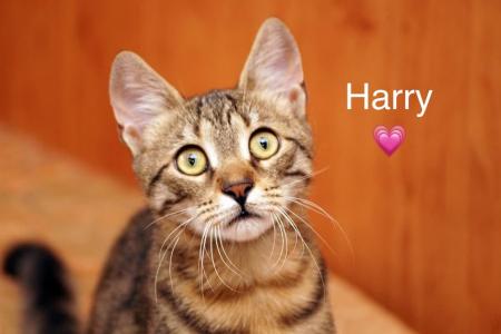 Harry