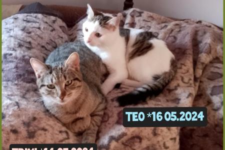 Trixi & Teo (Hilfe für Ganka)