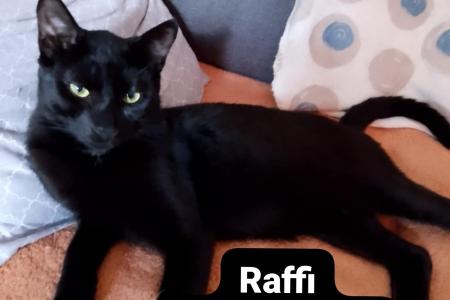 Raffi (Hilfe für Ganka)