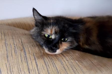 Morena -adoptiert-
