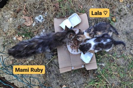Mami Ruby, Lala, Leni -reserviert-