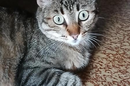 Yuki