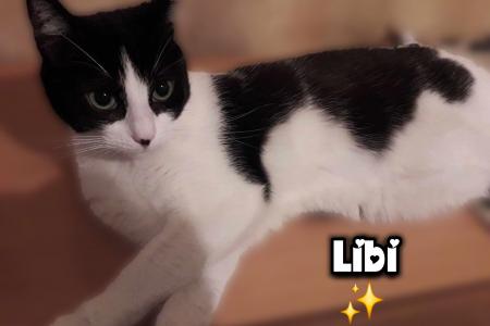 Libi