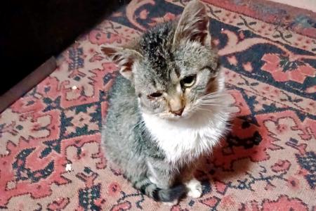 Mascha