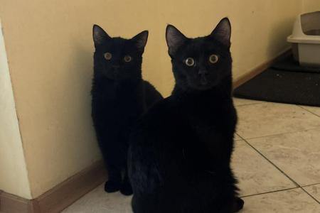 Tyson & Ninja
