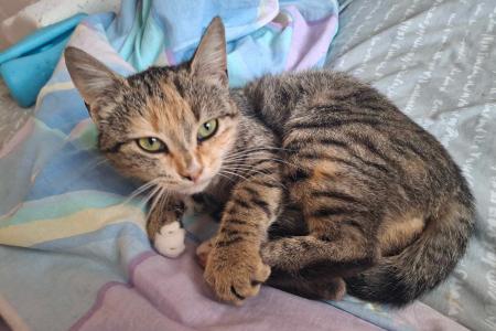 Sunny Sunshine -reserviert-