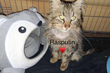 Rasputin