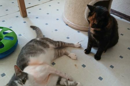 Stella & Mischa
