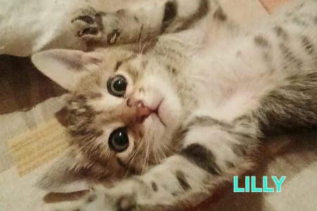 Lilly