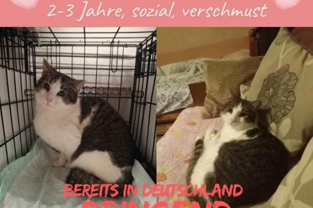 Prinzessin (in D)