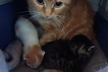 Mama Fannie und Kitten
