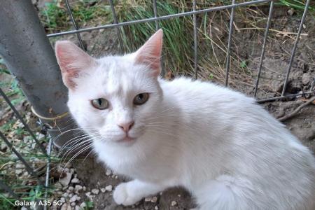 Jade (FIV pos.) bei Neviana
