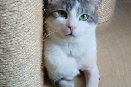 Mischa -reserviert-