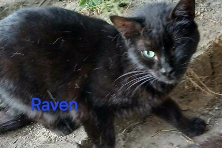 Raven (von Neviana) -reserviert-