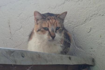 Kiwi (von Neviana)