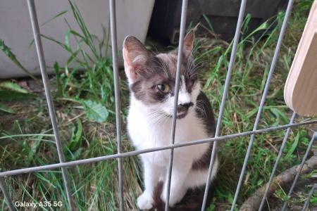Pippa (von Neviana)