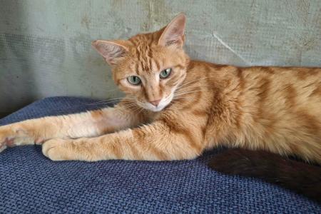 Cinnamon (von Neviana)