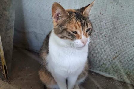 Arwen (von Neviana)