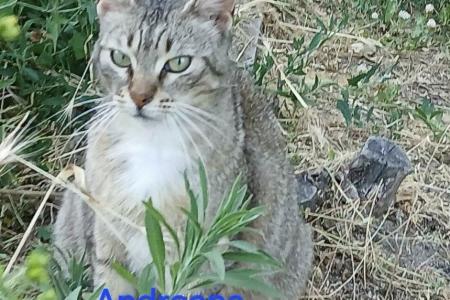 Andreana (von Neviana) -reserviert-