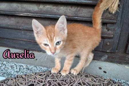 Aurelia (von Neviana)