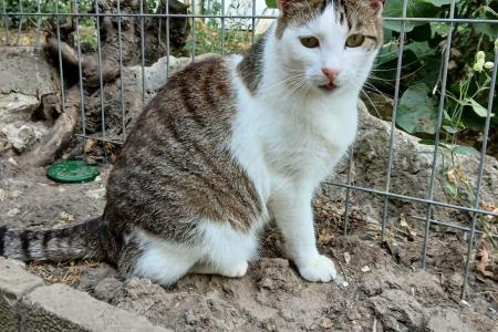 Tibbs (von Neviana) -reserviert-