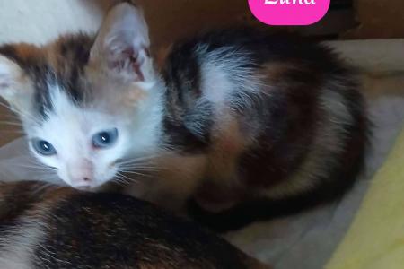 Luna (von Neviana) -reserviert-