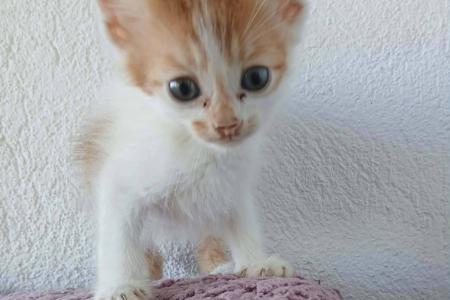 Loki (von Neviana)