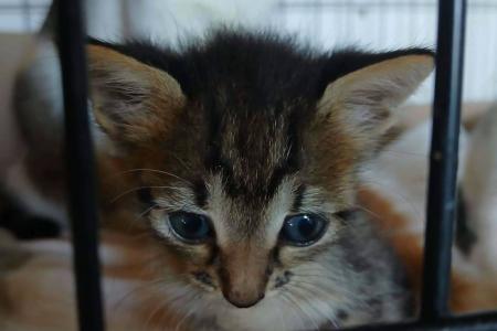 Lotti (von Neviana) -reserviert-