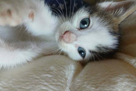 Pepe (von Neviana) -reserviert-