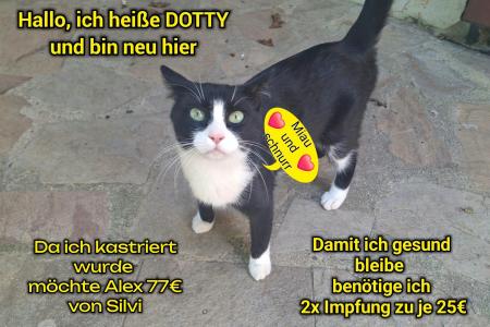 Dotty (bei Silvi)