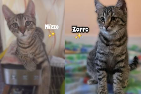 Mizzo & Zorro
