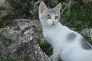 Napoleon
