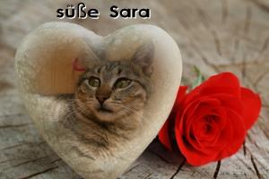 Sara 