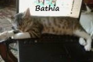 Bathia