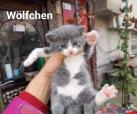 Wölfchen 