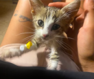 Asha -in Bulgarien adoptiert-