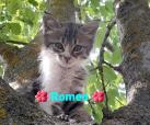 Romeo