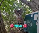 Nevo