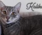 Kaliko