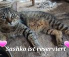 Sashko (Hilfe für Ivanka) -reserviert-