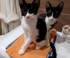 Cheri & Meri -Hilfe für Ganka-