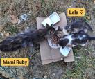 Mami Ruby, Lala, Leni -reserviert-