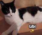 Libi