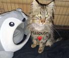 Rasputin