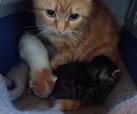 Mama Fannie und Kitten -reserviert-